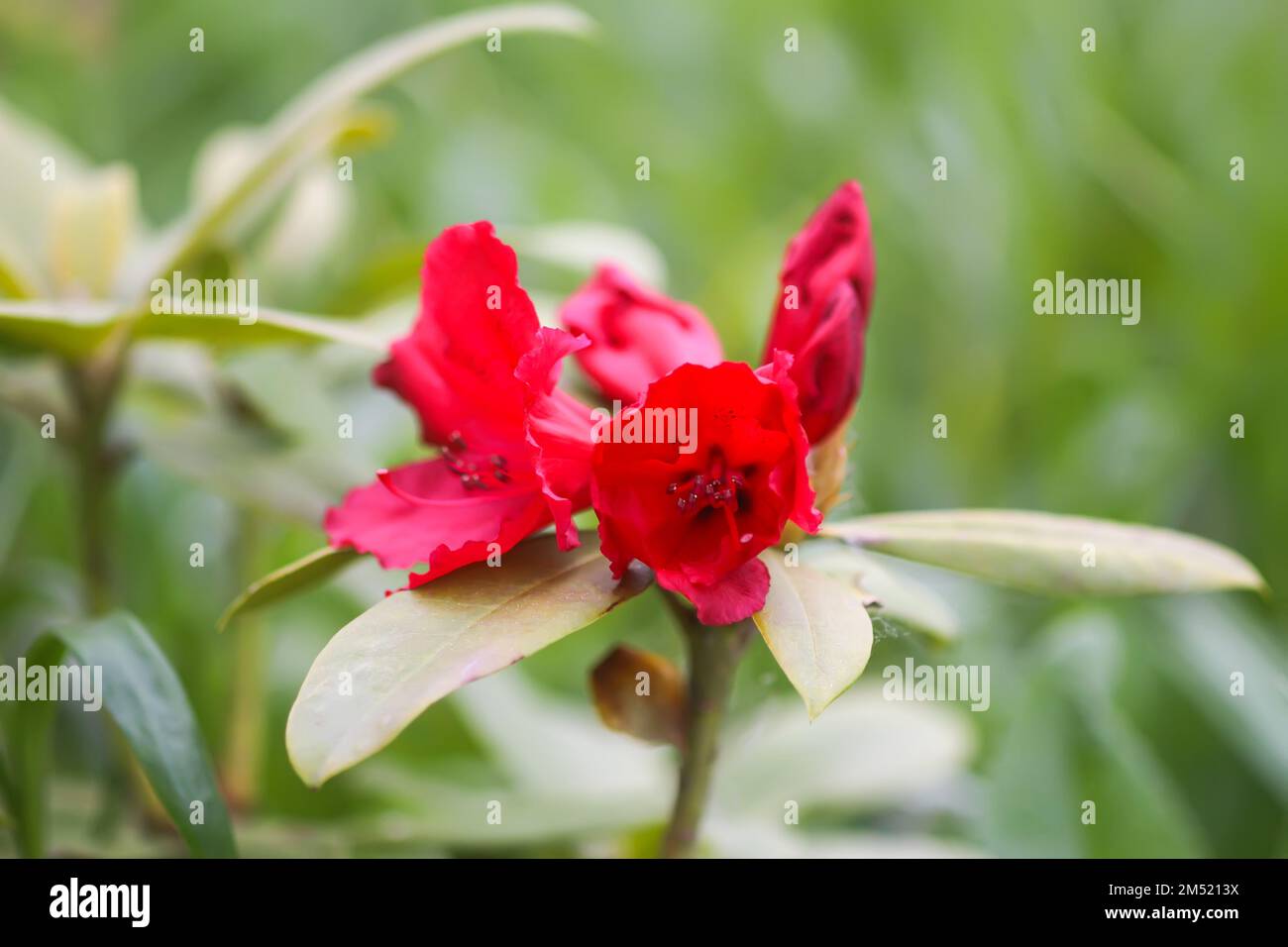 Spring Nature Rhodododendron Rhododendron flowers in spring park. Beauty in nature. Beautiful spring ...