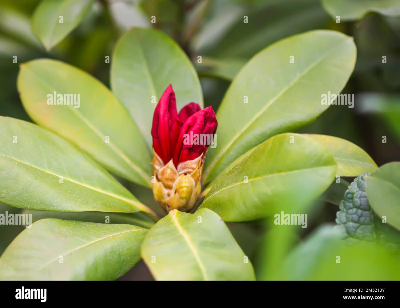 Spring Nature Rhodododendron Rhododendron flowers in spring park. Beauty in nature. Beautiful spring ...