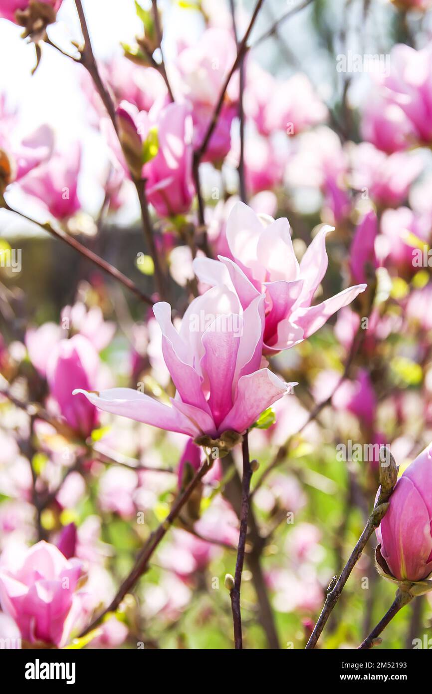 Spring Nature Rhodododendron Rhododendron flowers in spring park. Beauty in nature. Beautiful spring ...