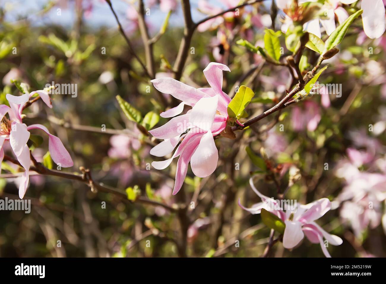 Spring Nature Rhodododendron Rhododendron flowers in spring park. Beauty in nature. Beautiful spring ...
