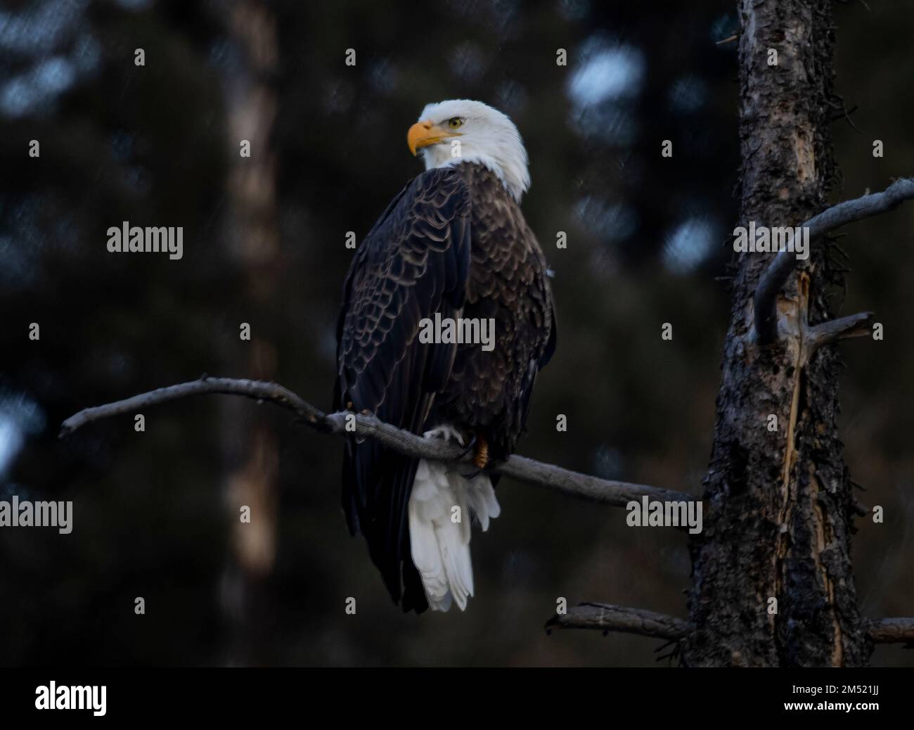 Bald eagles fishing in the South Platte River in Eleven Mile Canyon ...