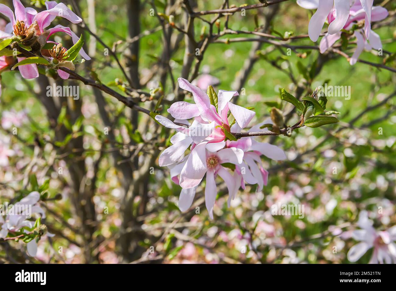 Spring Nature Rhodododendron Rhododendron flowers in spring park. Beauty in nature. Beautiful spring ...