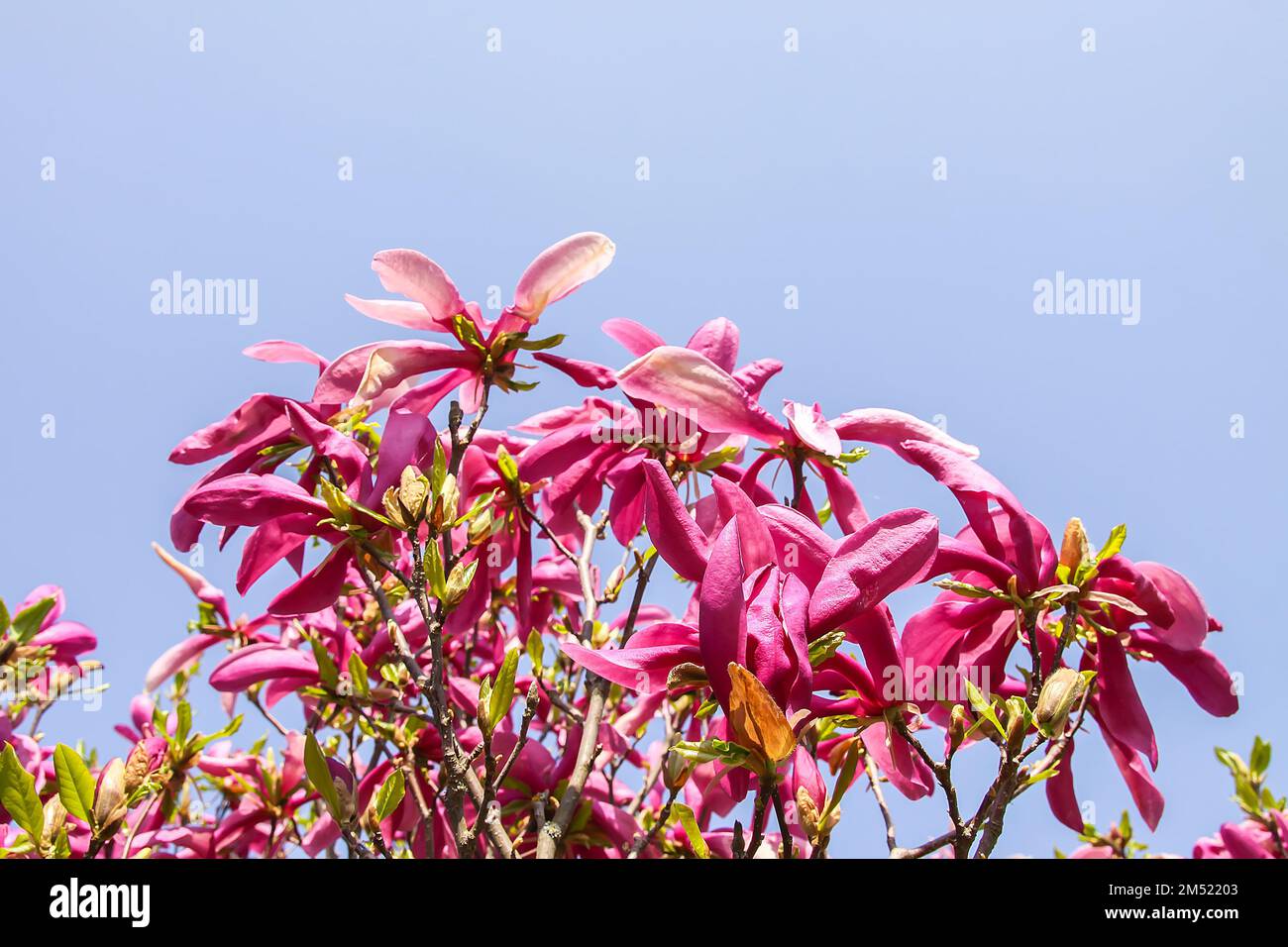 Spring Nature Rhodododendron Rhododendron flowers in spring park. Beauty in nature. Beautiful spring ...