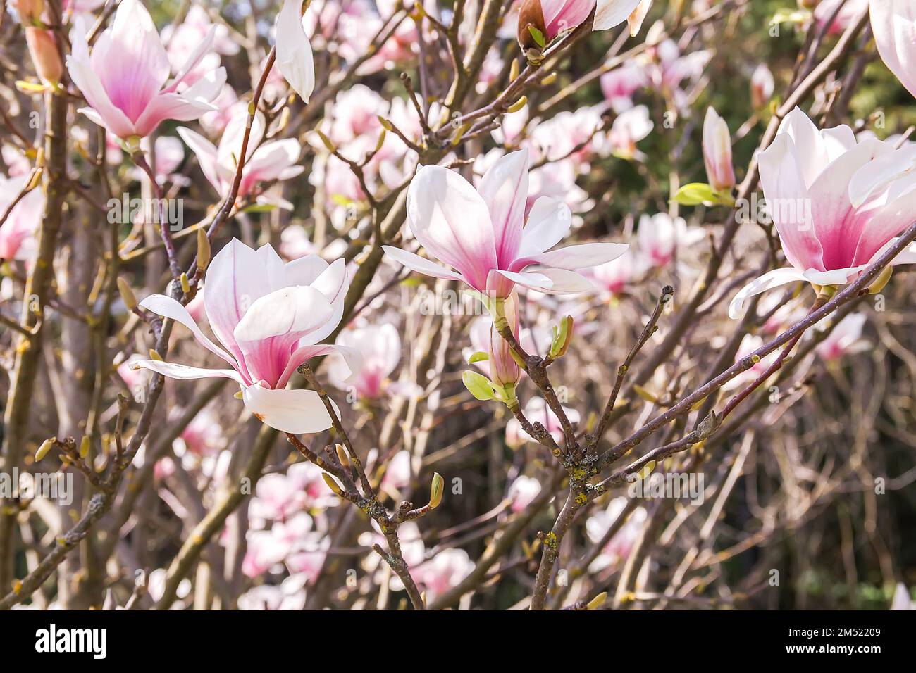 Spring Nature Rhodododendron Rhododendron flowers in spring park. Beauty in nature. Beautiful spring ...