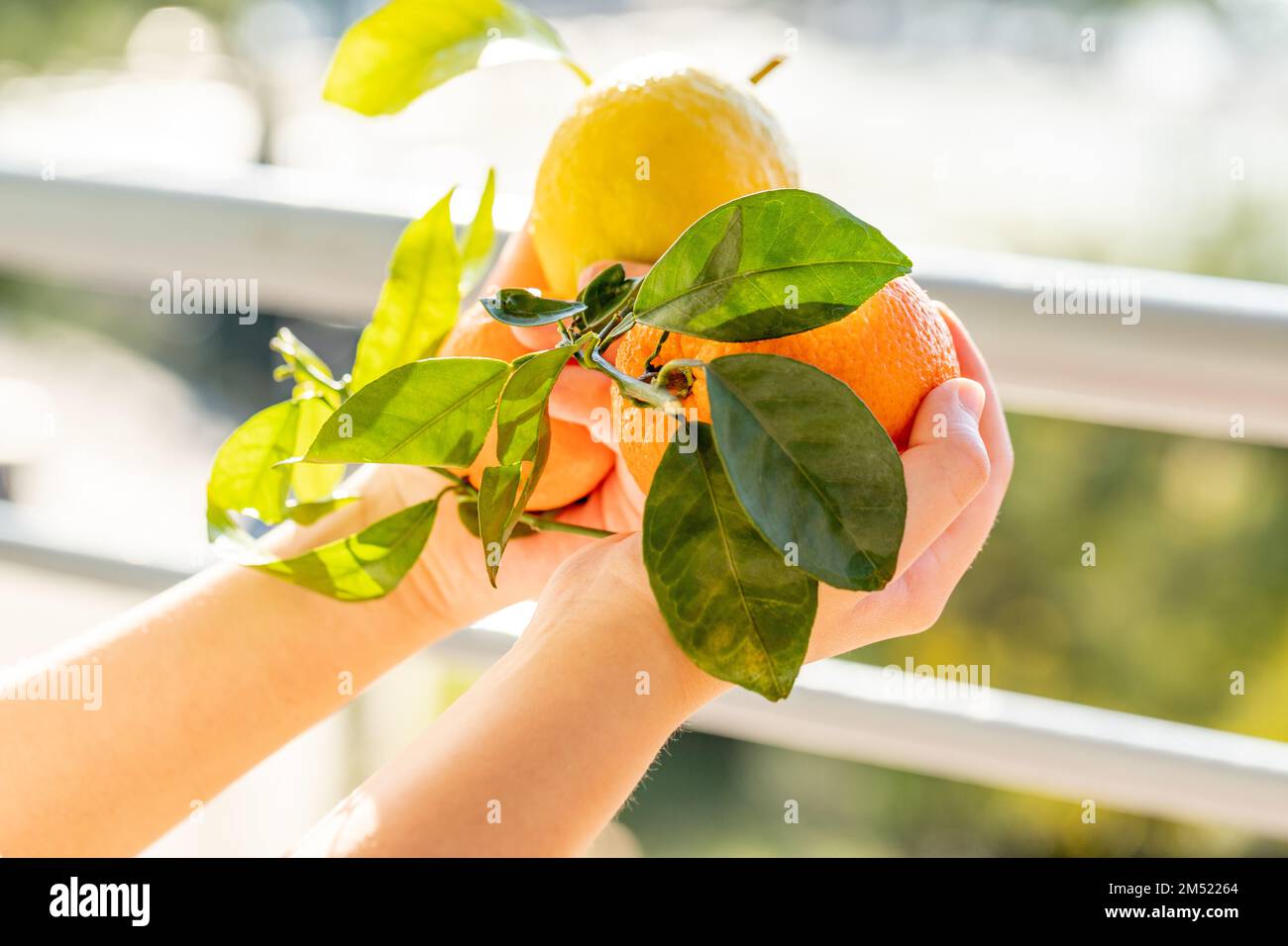 Fresh citrus harvest. Box with clementines. Croatian lemons, oranges, tangerines. Vitamin fruits. Stock Photo