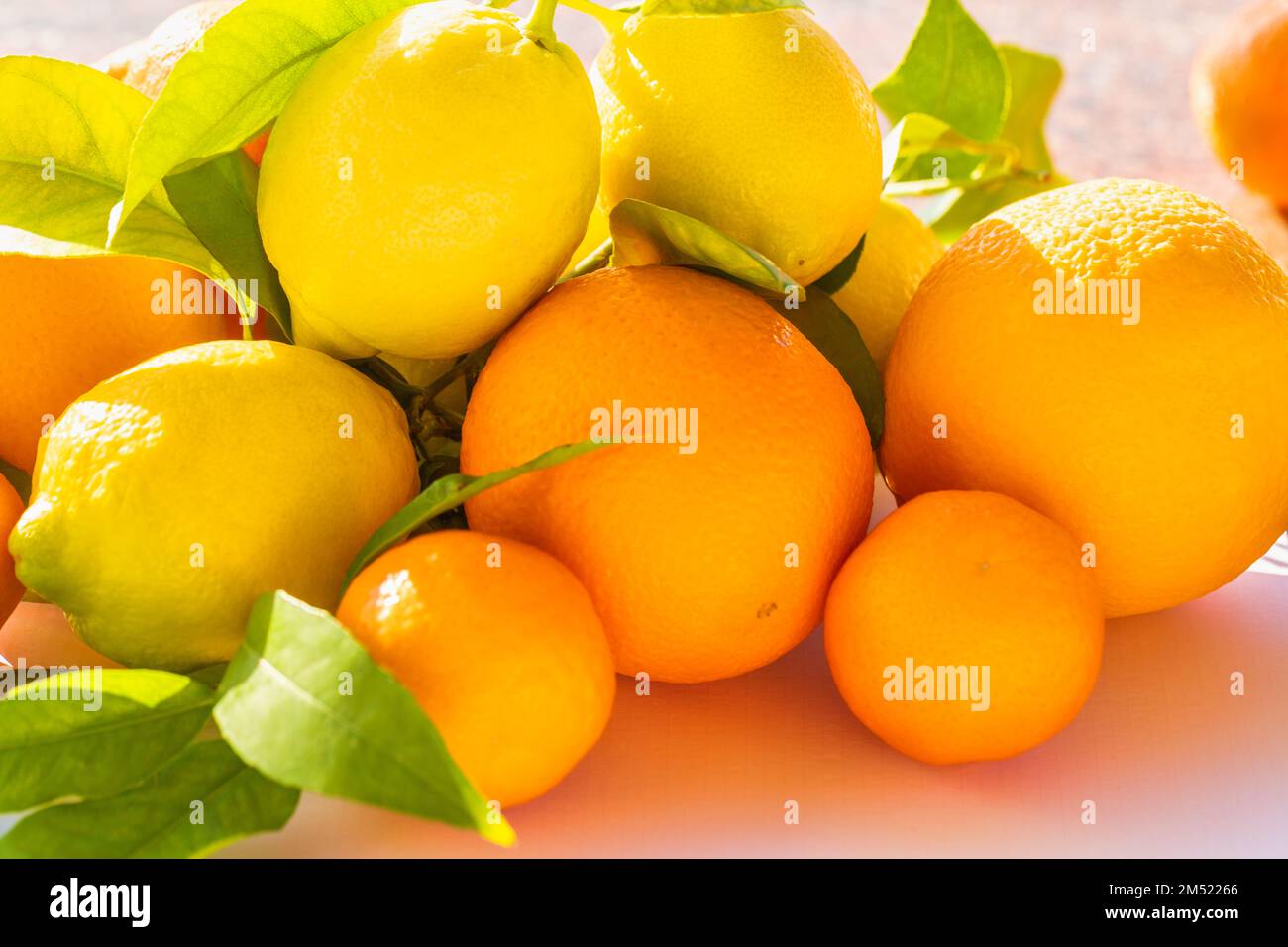 Fresh citrus harvest. Box with clementines. Croatian lemons, oranges