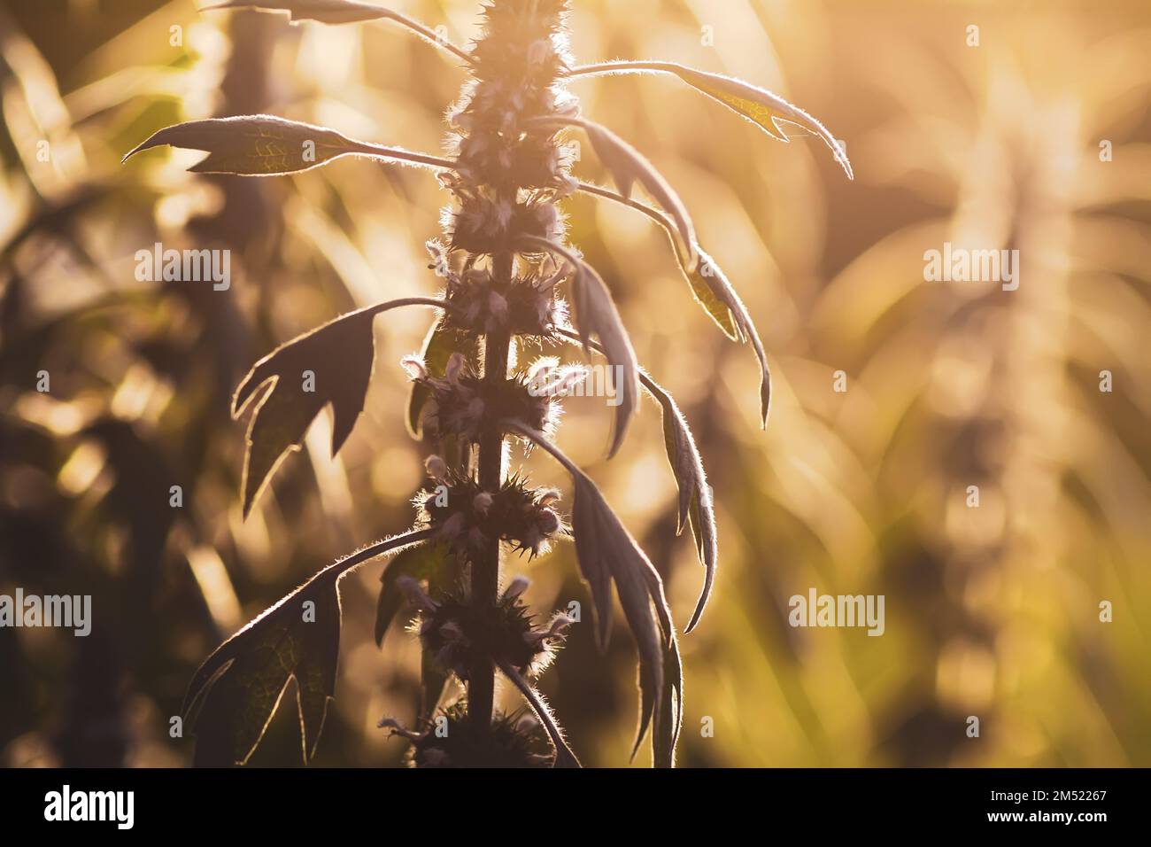Motherwort medical plants in sunset light. Stock Photo