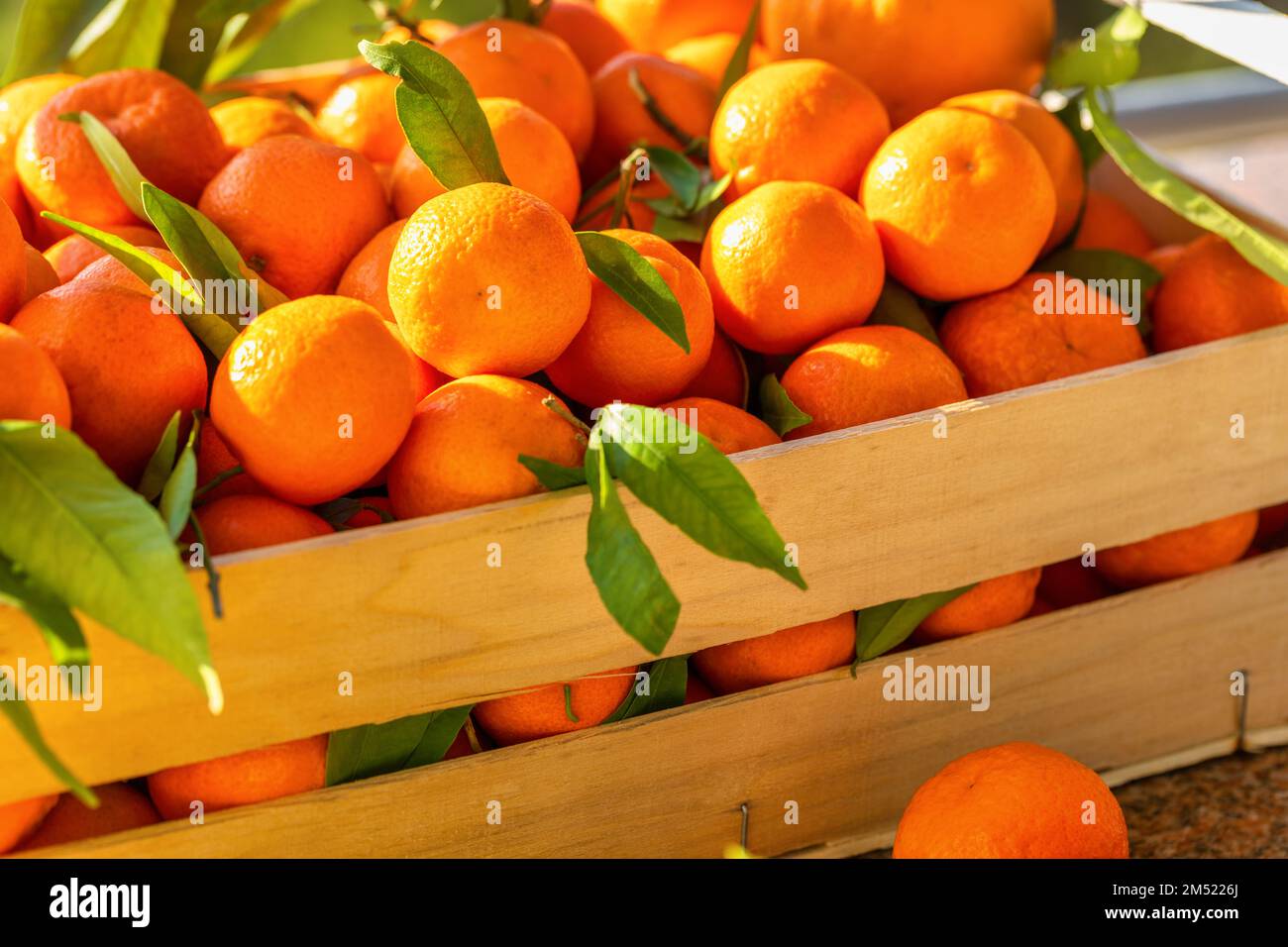 Fresh citrus harvest. Box with clementines. Croatian lemons, oranges, tangerines. Vitamin fruits. Stock Photo