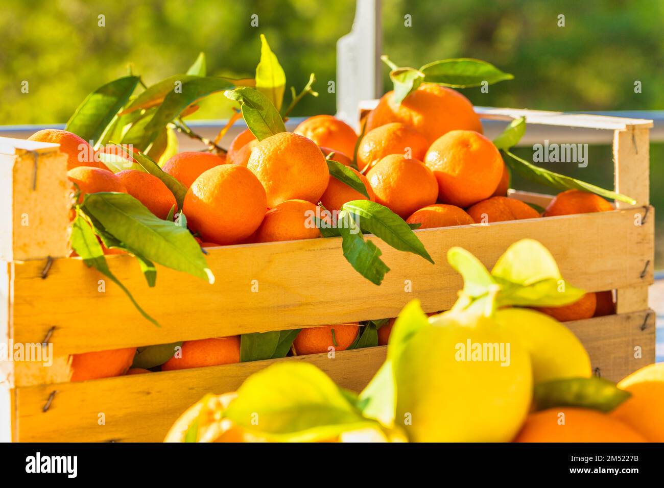 Fresh citrus harvest. Box with clementines. Croatian lemons, oranges, tangerines. Vitamin fruits. Stock Photo