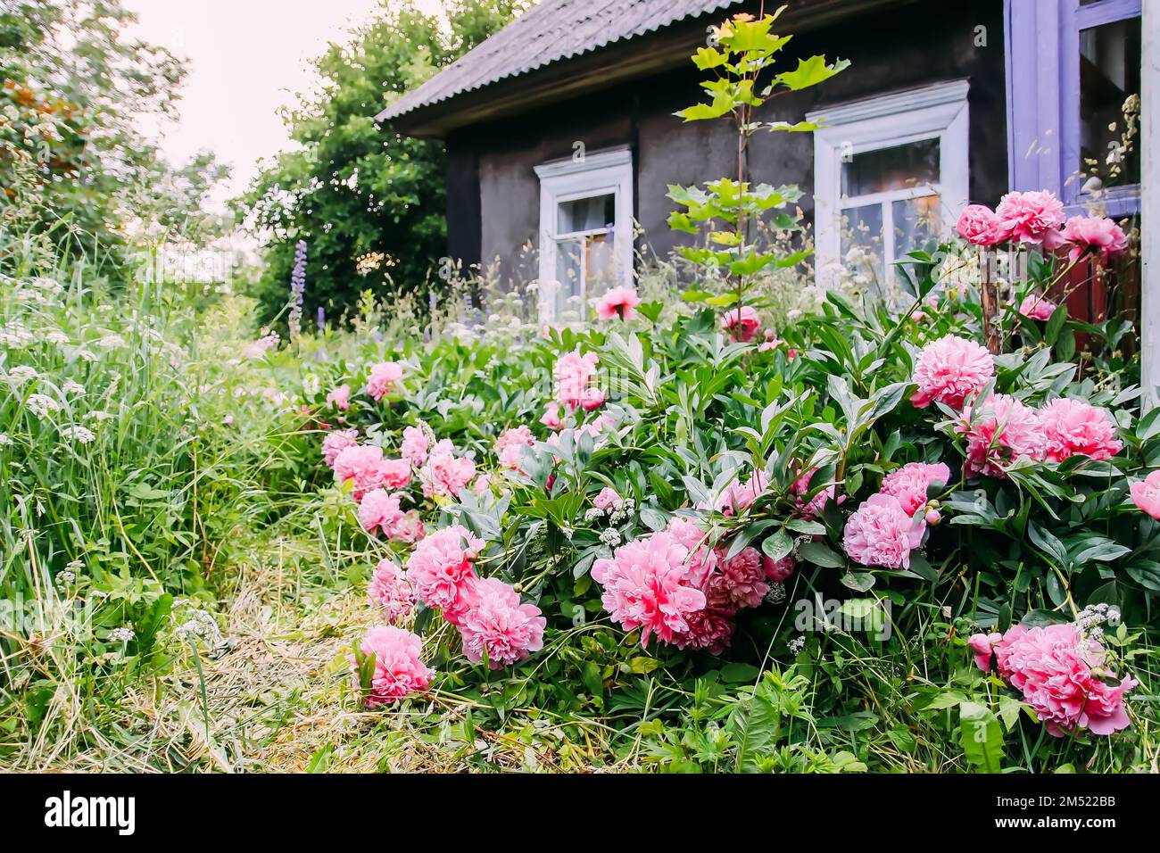 Pink peony flowers in garden Stock Photo - Alamy