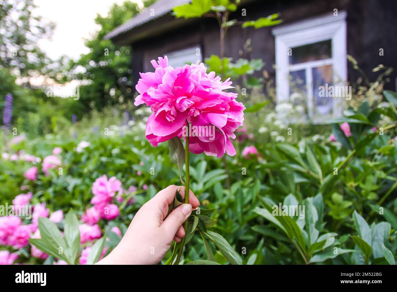 Pink peony flowers in garden Stock Photo - Alamy