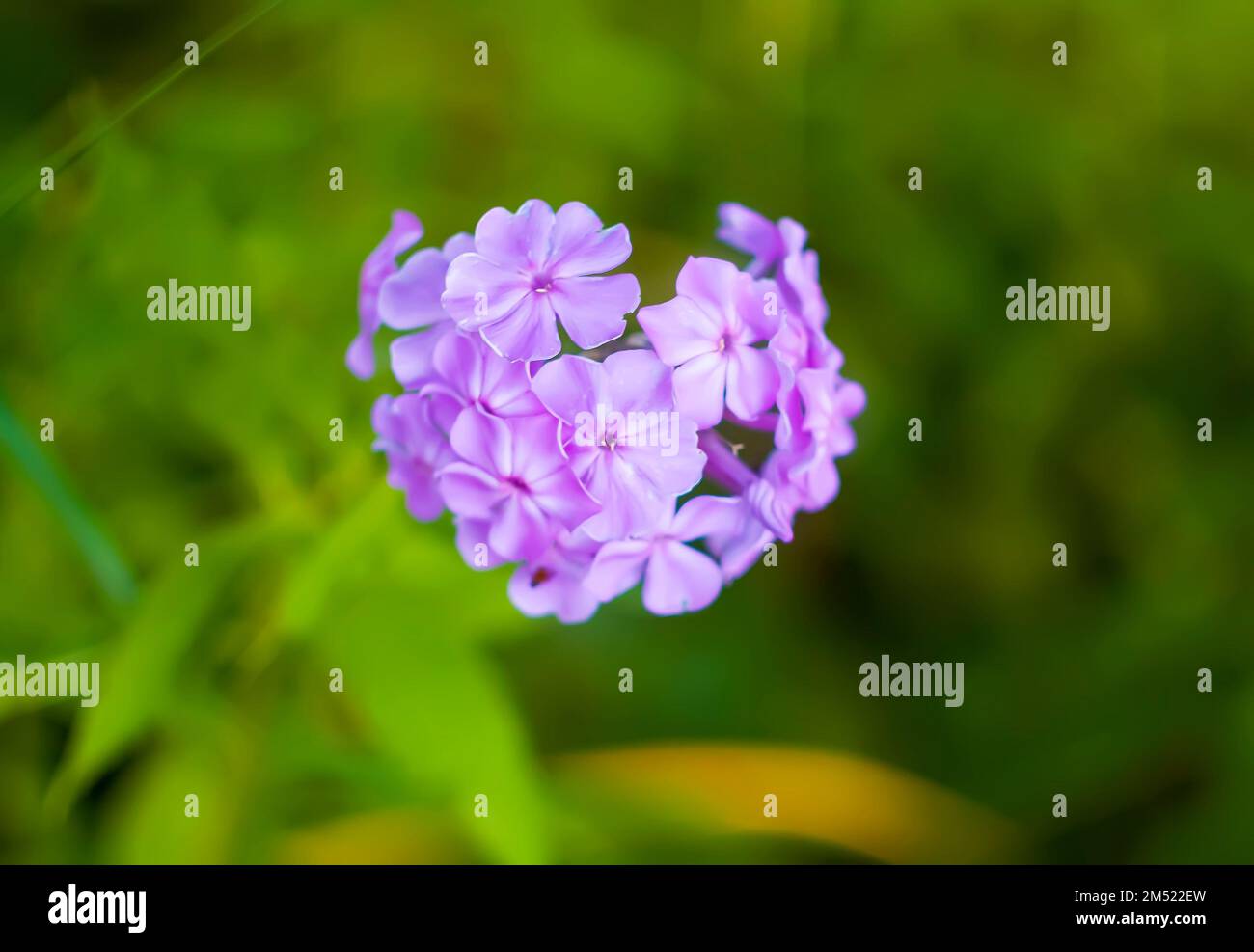 Summer flowers of phlox. Flowering perennial phloxes. Stock Photo