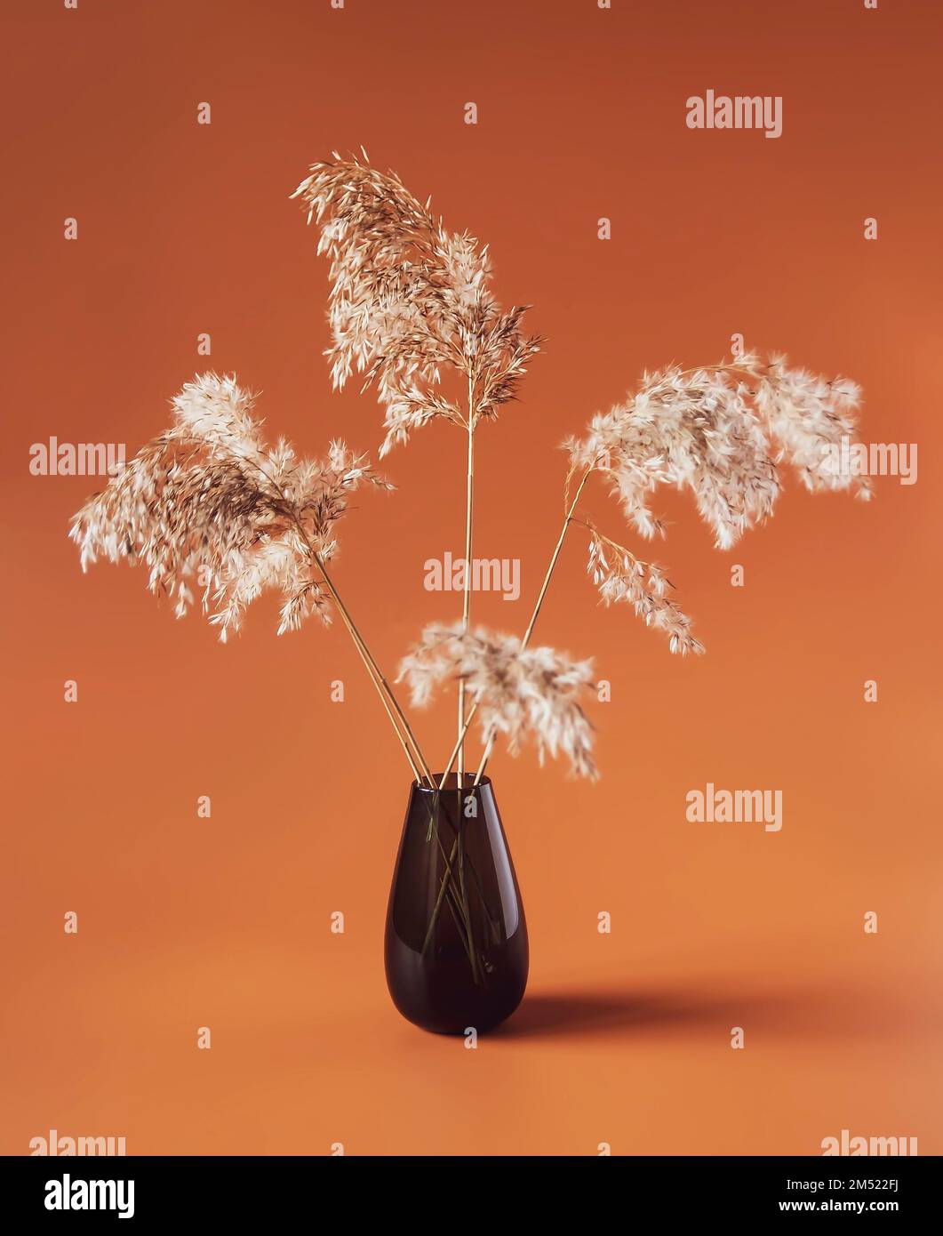 Dry plants in a vase. Interior decor Stock Photo Alamy