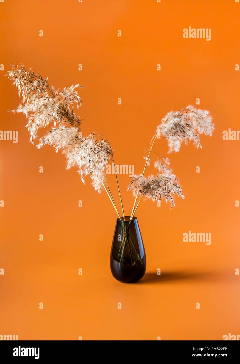 Dry plants in a vase. Interior decor Stock Photo Alamy