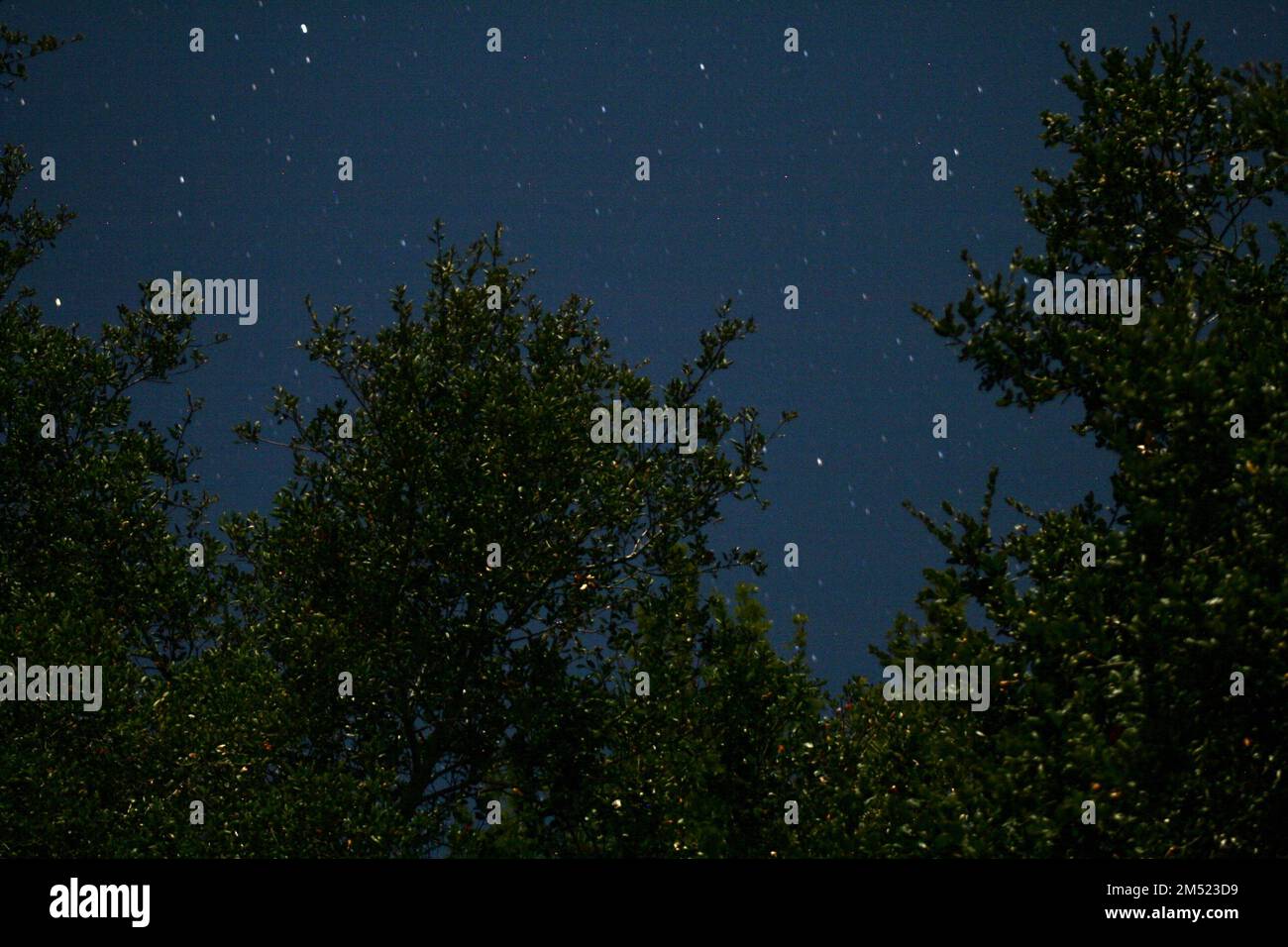 Night Sky with Trees Stock Photo