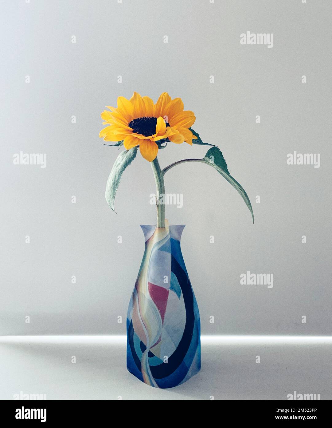 A sunflower in an abstract vase against the white wall Stock Photo - Alamy