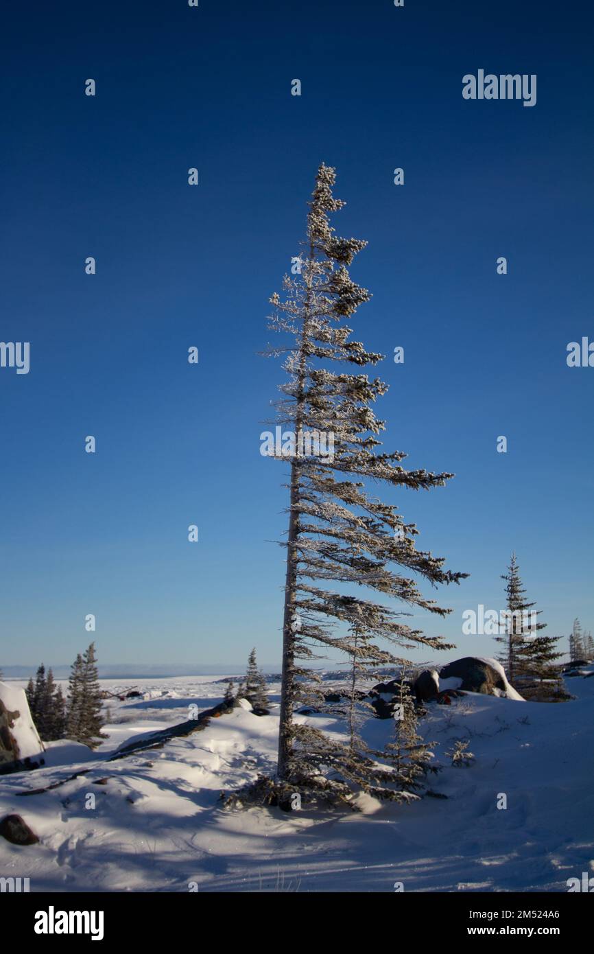 A lonely white spruce tree, Picea glauca, standing in snow in the tundra with the needles and branches stripped off the windward face, near Churchill, Manitoba, Canada Stock Photo
