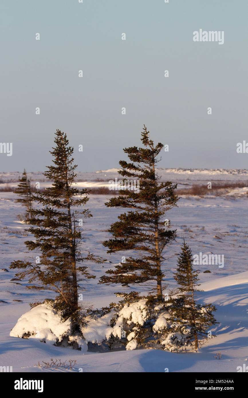 A few lonely white spruce trees, Picea glauca, standing in snow in the tundra with the needles and branches stripped off the windward face, near Churchill, Manitoba, Canada Stock Photo