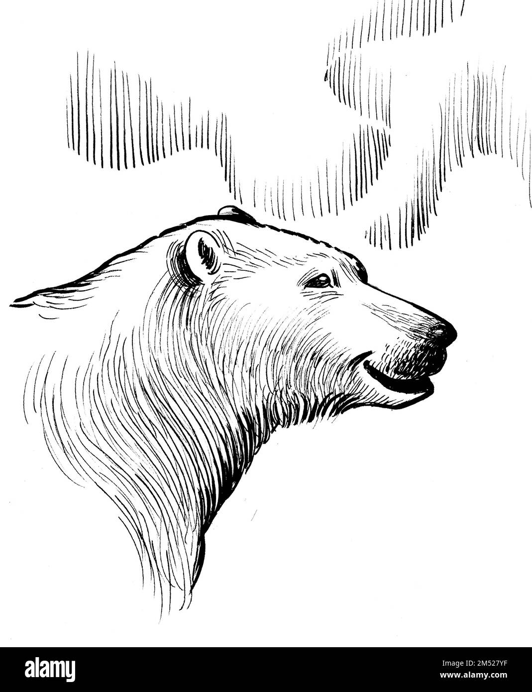 Polar Bear Cub Pencil Drawing in Progress - Remrov's Artwork & Autism -  Quora