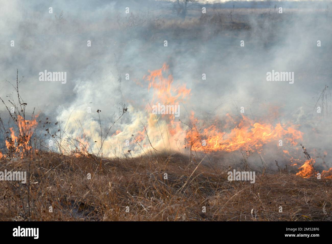 Dry grass burning on field during day closeup. Burning dry grass in