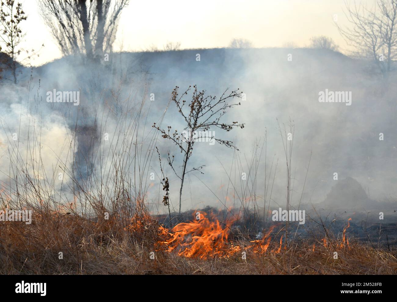 Dry grass burning on field during day closeup. Burning dry grass in