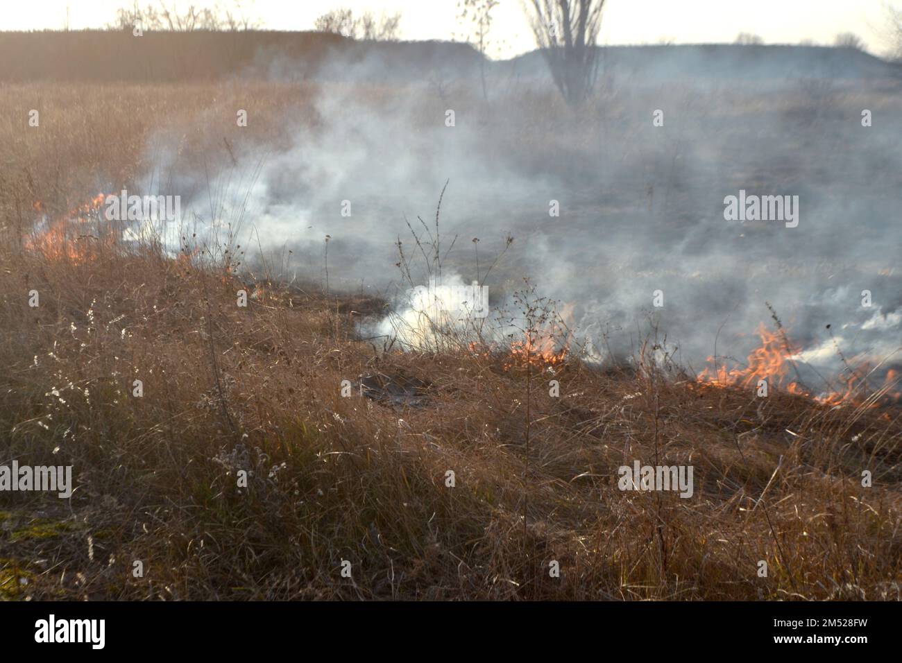 Dry grass burning on field during day closeup. Burning dry grass in