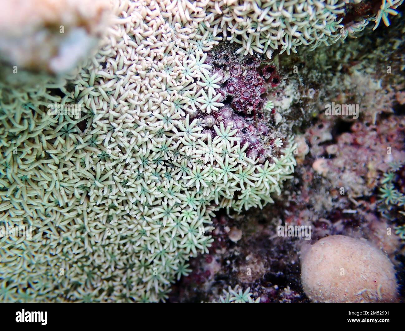 Organ pipe coral - (Tubipora musica) Stock Photo