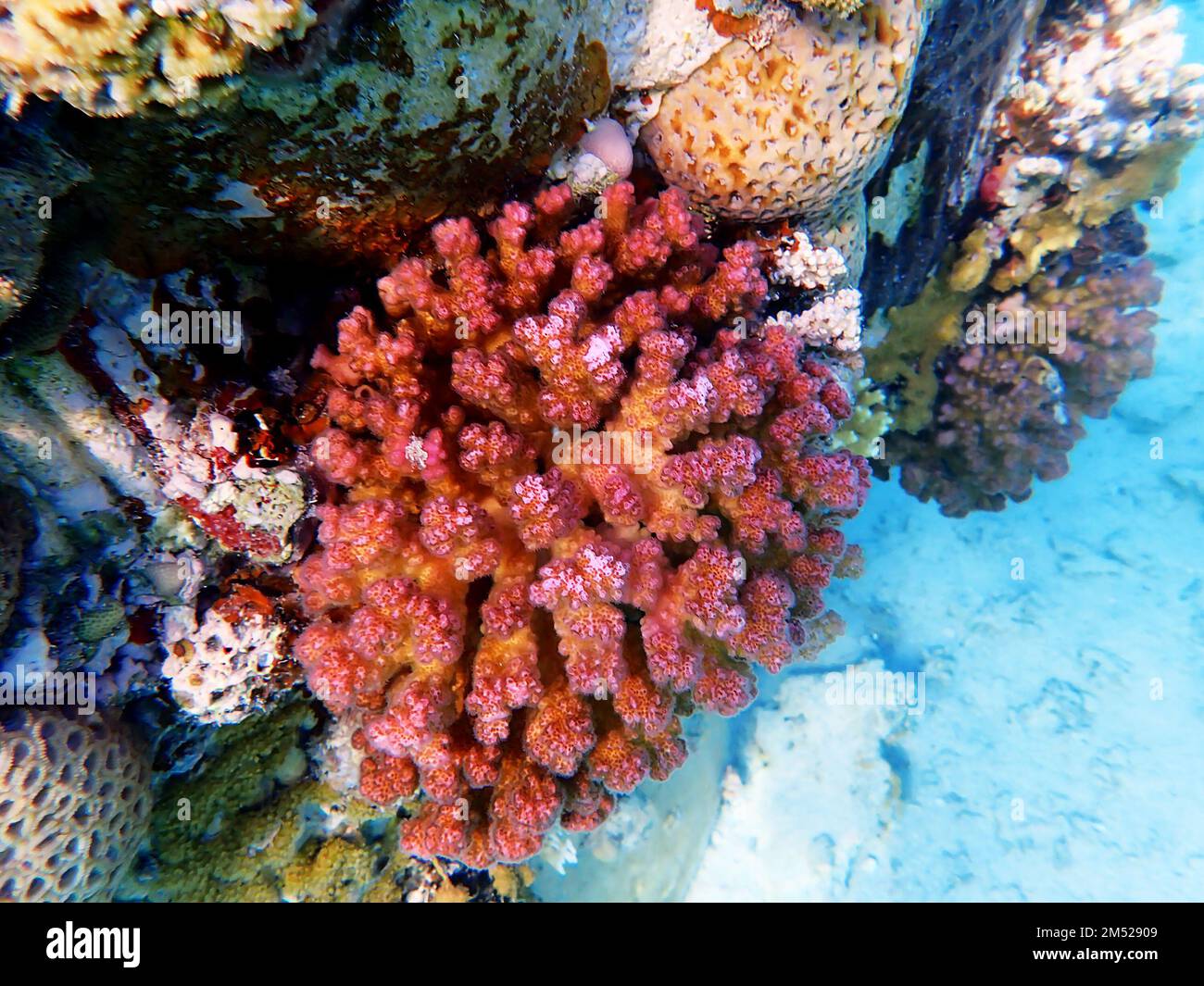 Underwater scene of Pocillopora damicornis SPS coral Stock Photo