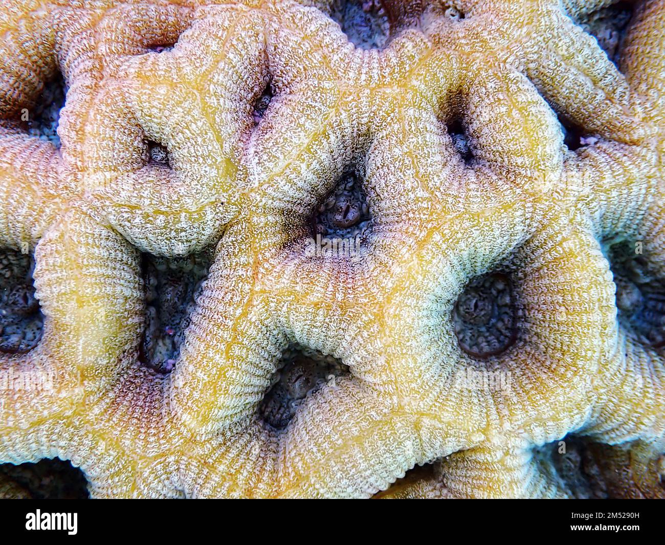 Goniastrea long polyp stony coral photography Stock Photo