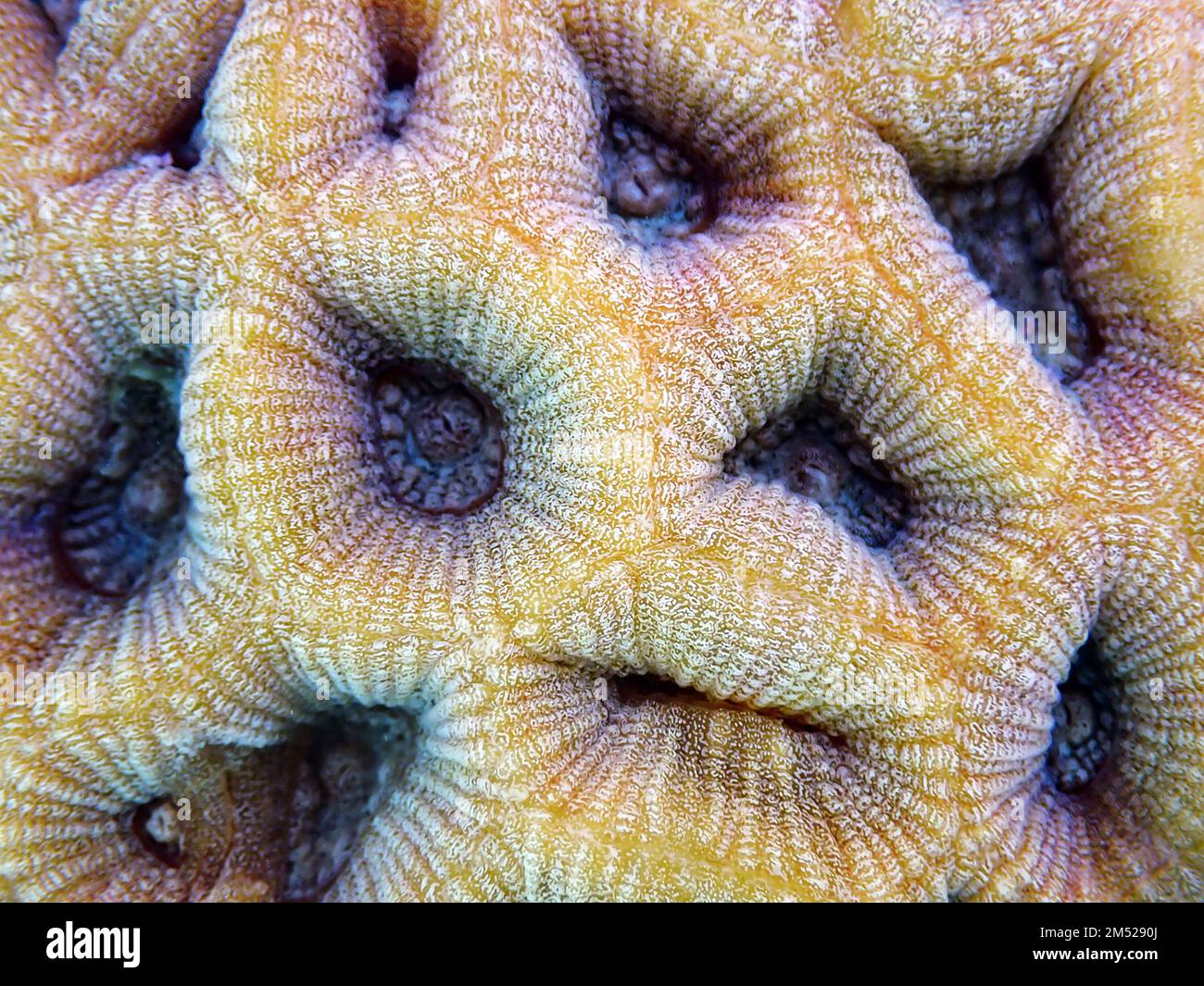 Goniastrea long polyp stony coral photography Stock Photo