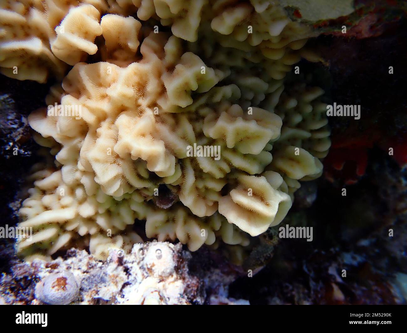 Montipora coral polyps photography Stock Photo