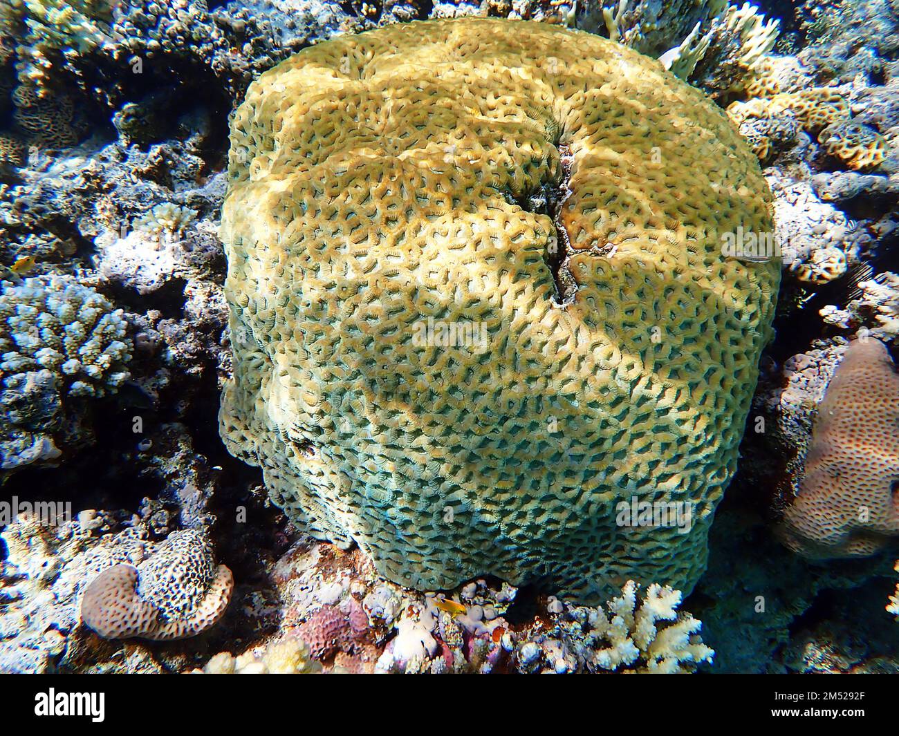 Goniastrea long polyp stony coral photography Stock Photo