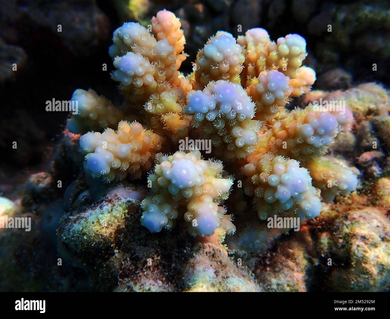 Scenes of Acropora SPS coral colony into the seawater Stock Photo