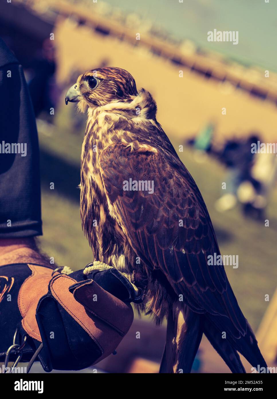 Falcon hawk bird on falconers hand during birds show Stock Photo