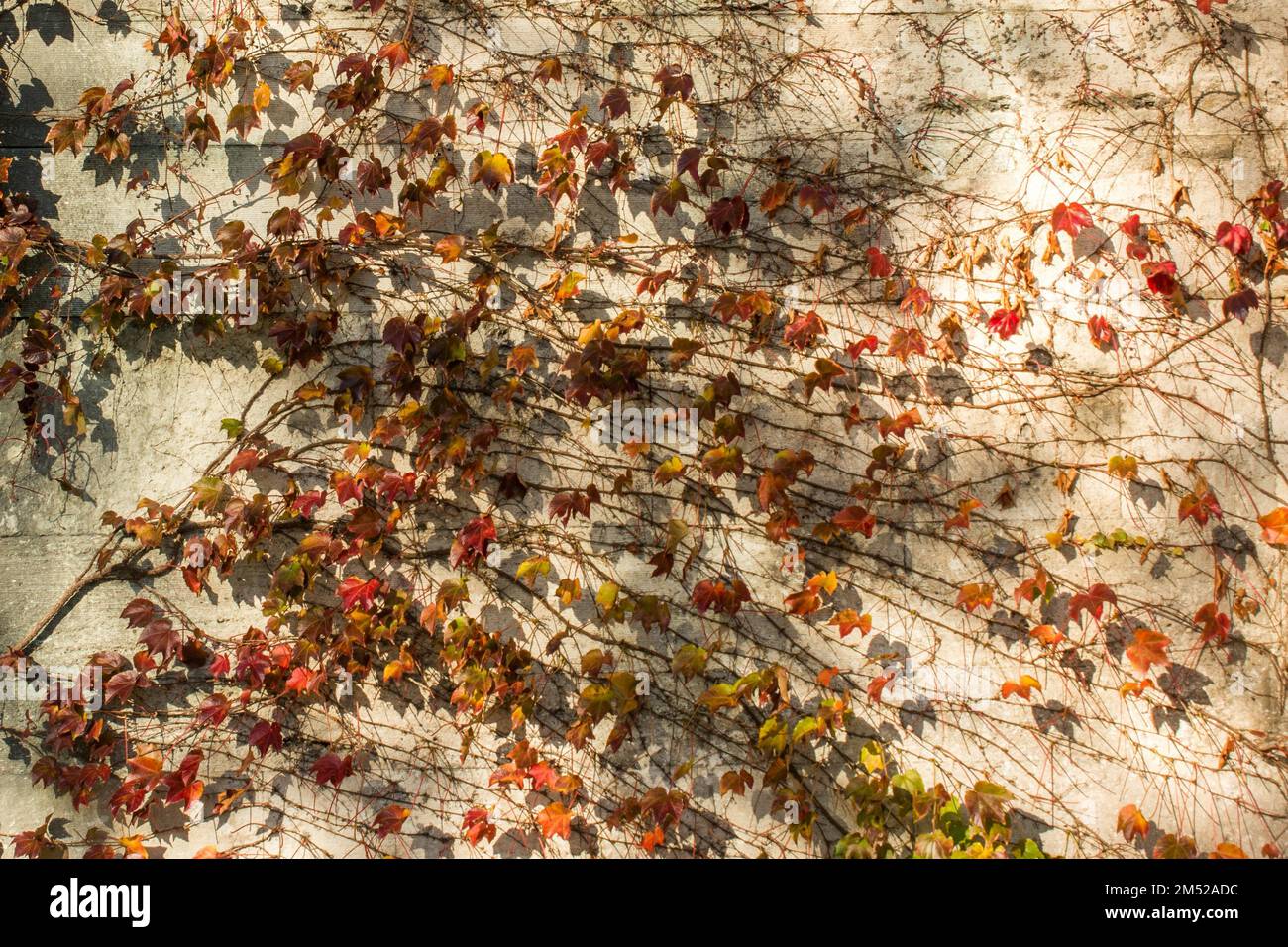 Dry leaves as an Autumn nature background Stock Photo - Alamy