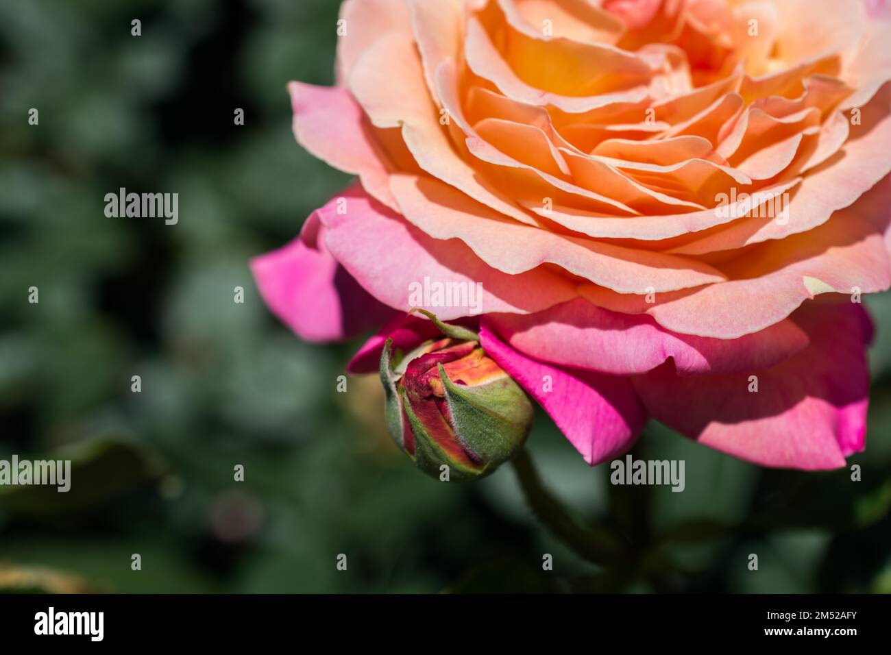 Close up view of a rose hi-res stock photography and images - Alamy