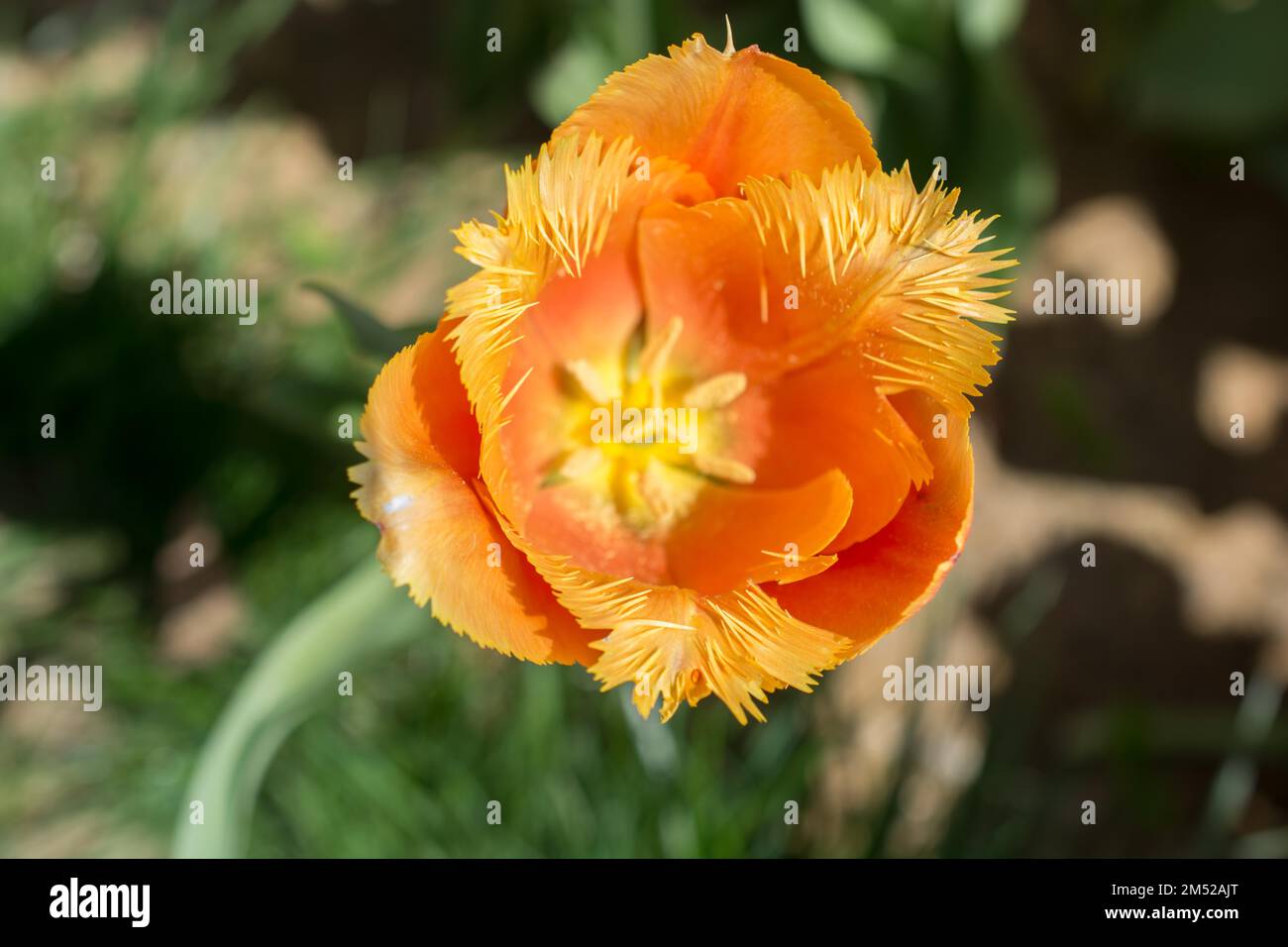Colorful single tulip flower bloom in the spring garden Stock Photo - Alamy