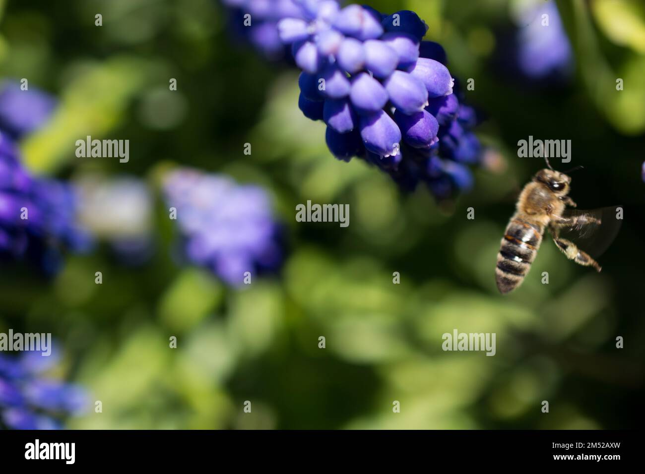Beautiful spring wild flowers hi-res stock photography and images - Alamy