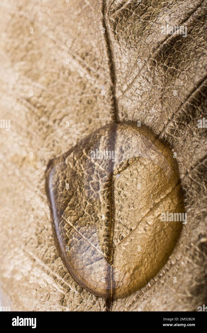 Water drops found on a gold color painted leaf Stock Photo