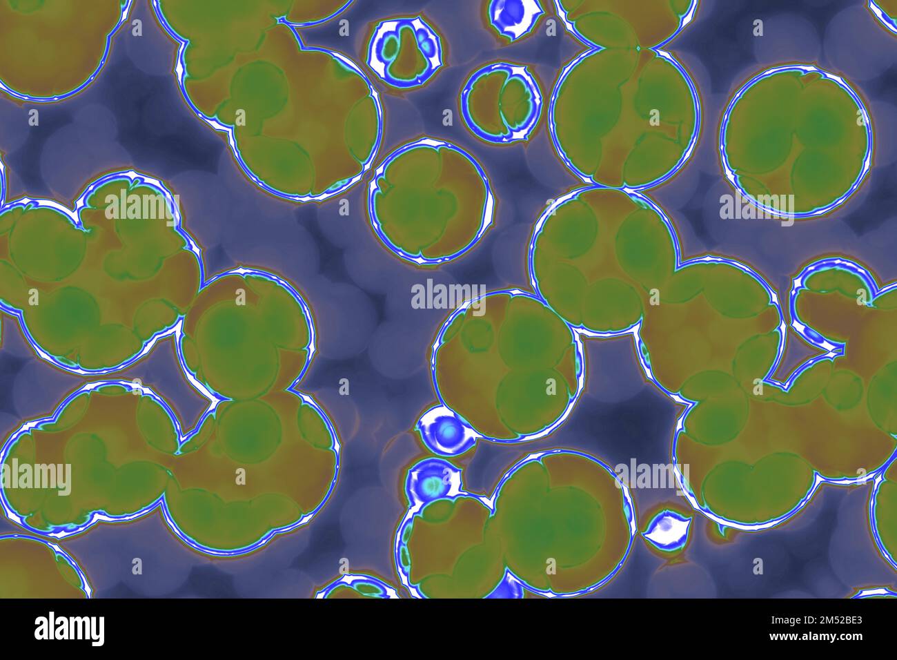 Shape of bacterial cell cocci, bacilli, spirilla bacteria background