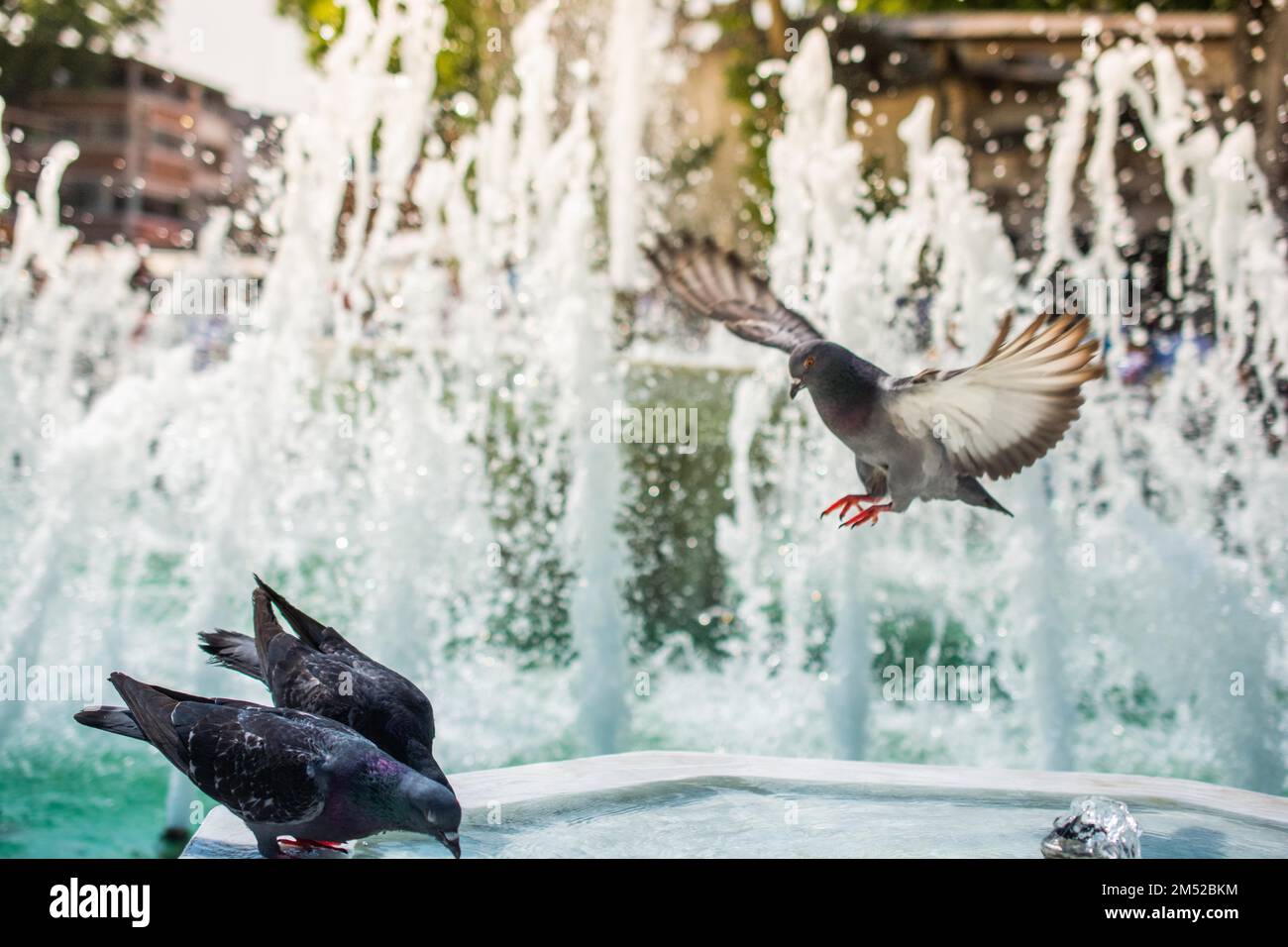 Urban city bird hi-res stock photography and images - Alamy