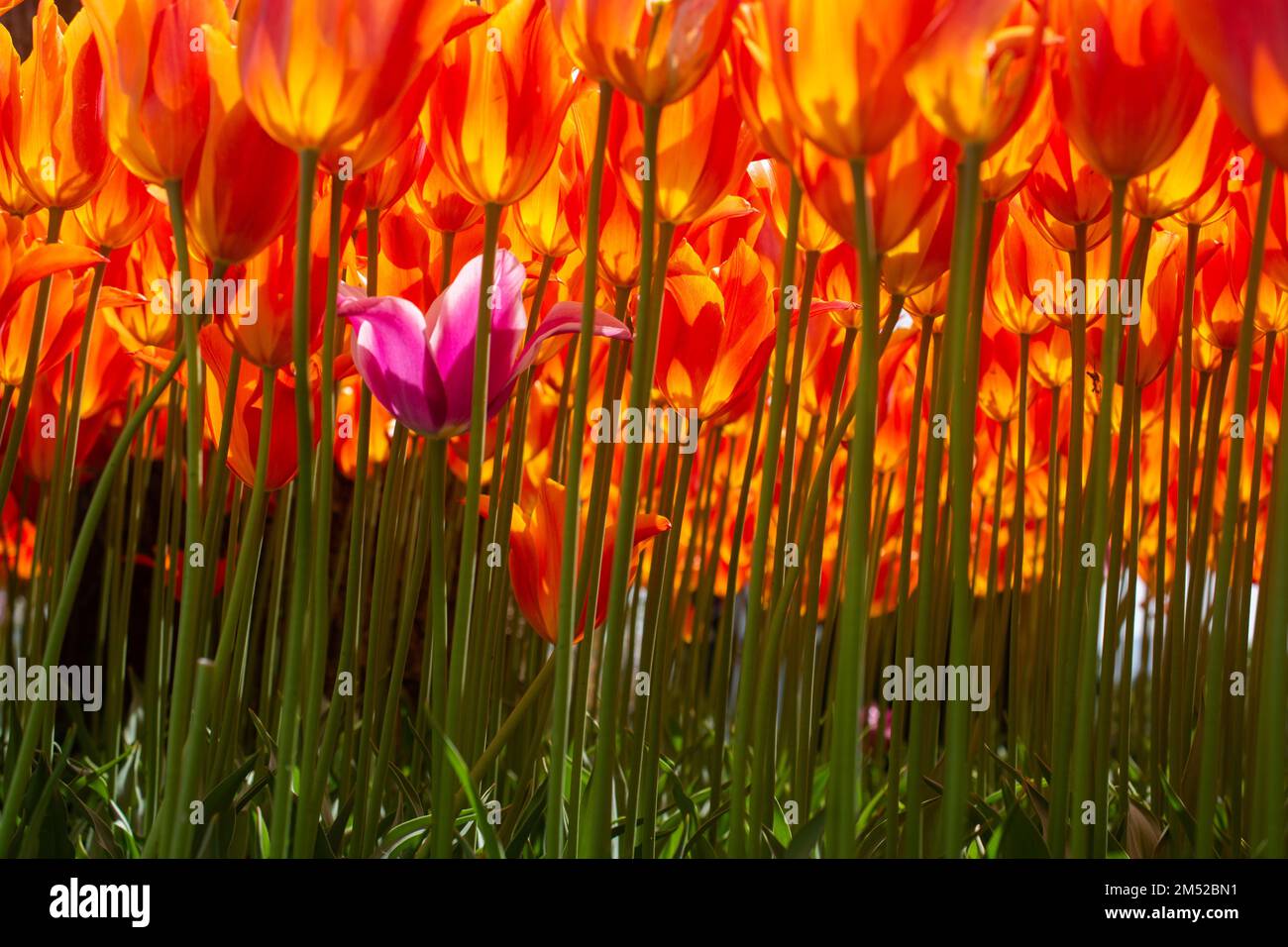 Blooming tulips flowers in as floral plant background Stock Photo - Alamy