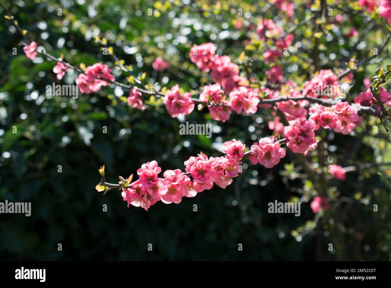 Tree bloom blossom beautiful flowers in spring season Stock Photo