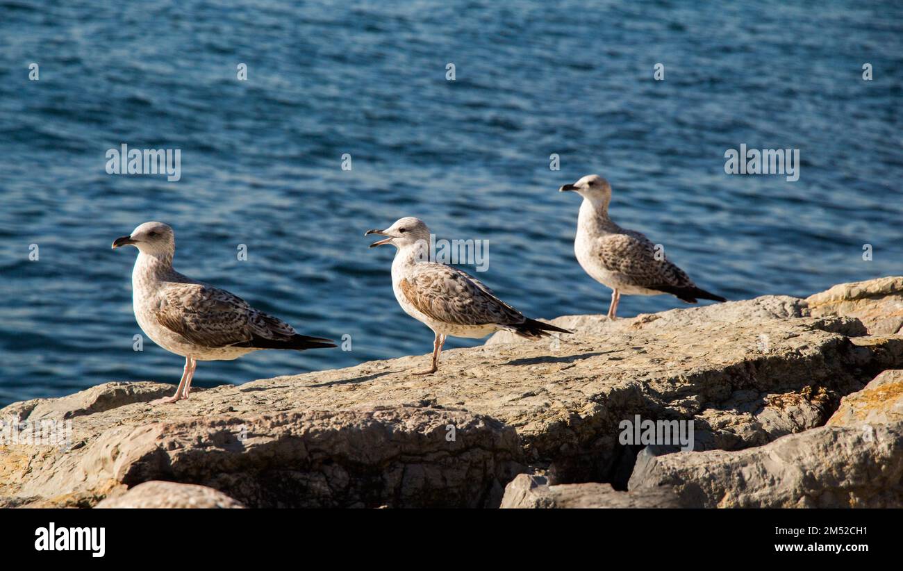 Seagulls are on the rock by the sea waters Stock Photo
