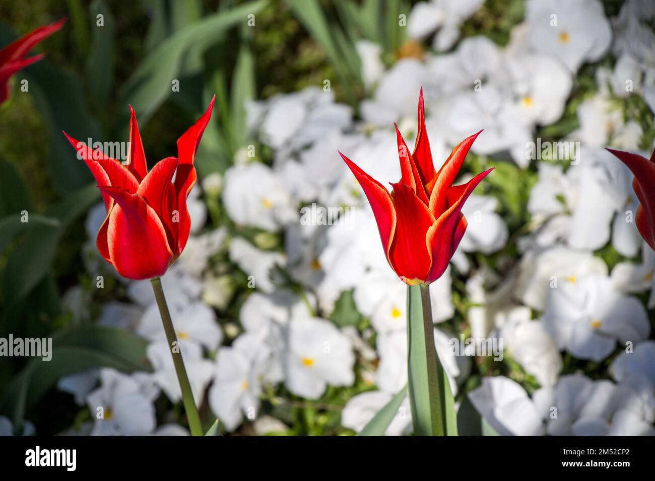 Red color Tulips Bloom in Spring in garden Stock Photo - Alamy