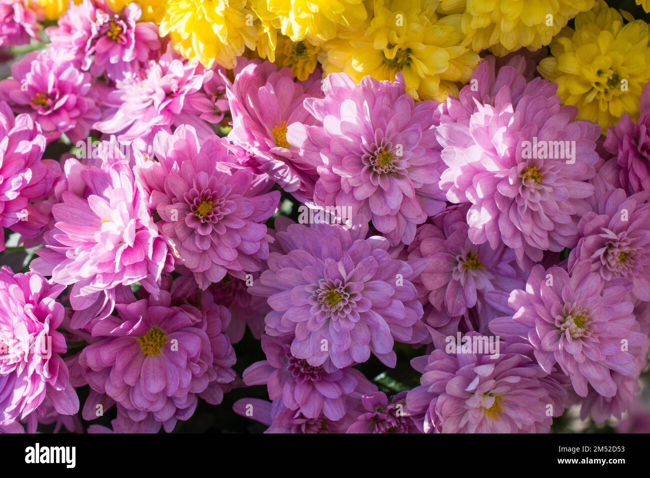Beautiful fresh flowers as a nature background Stock Photo - Alamy