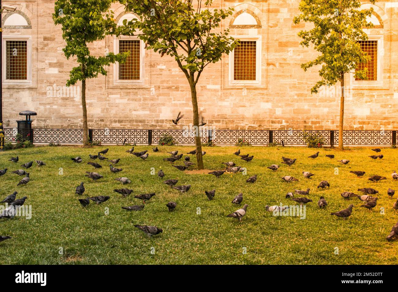 Pigeons in a park on grass. Calm, tranquil scene Stock Photo