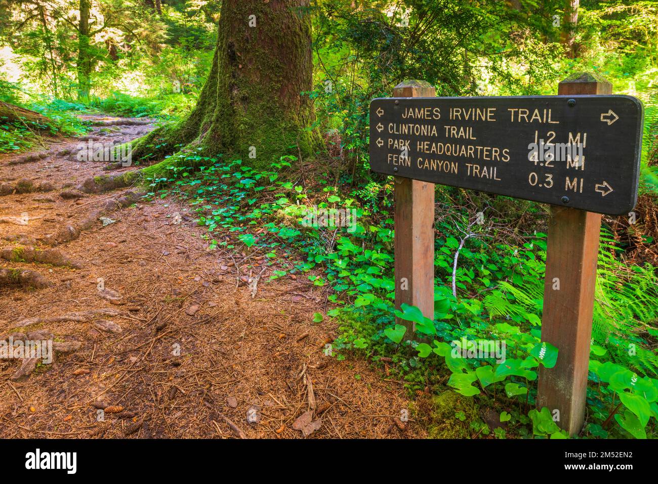 The James Irvine Trail at Fern Canyon, Prairie Creek Redwoods State