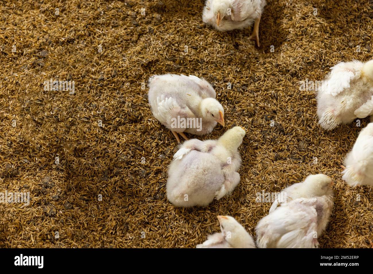 Poultry meat farming ,Chickens in close farm, temperature and light