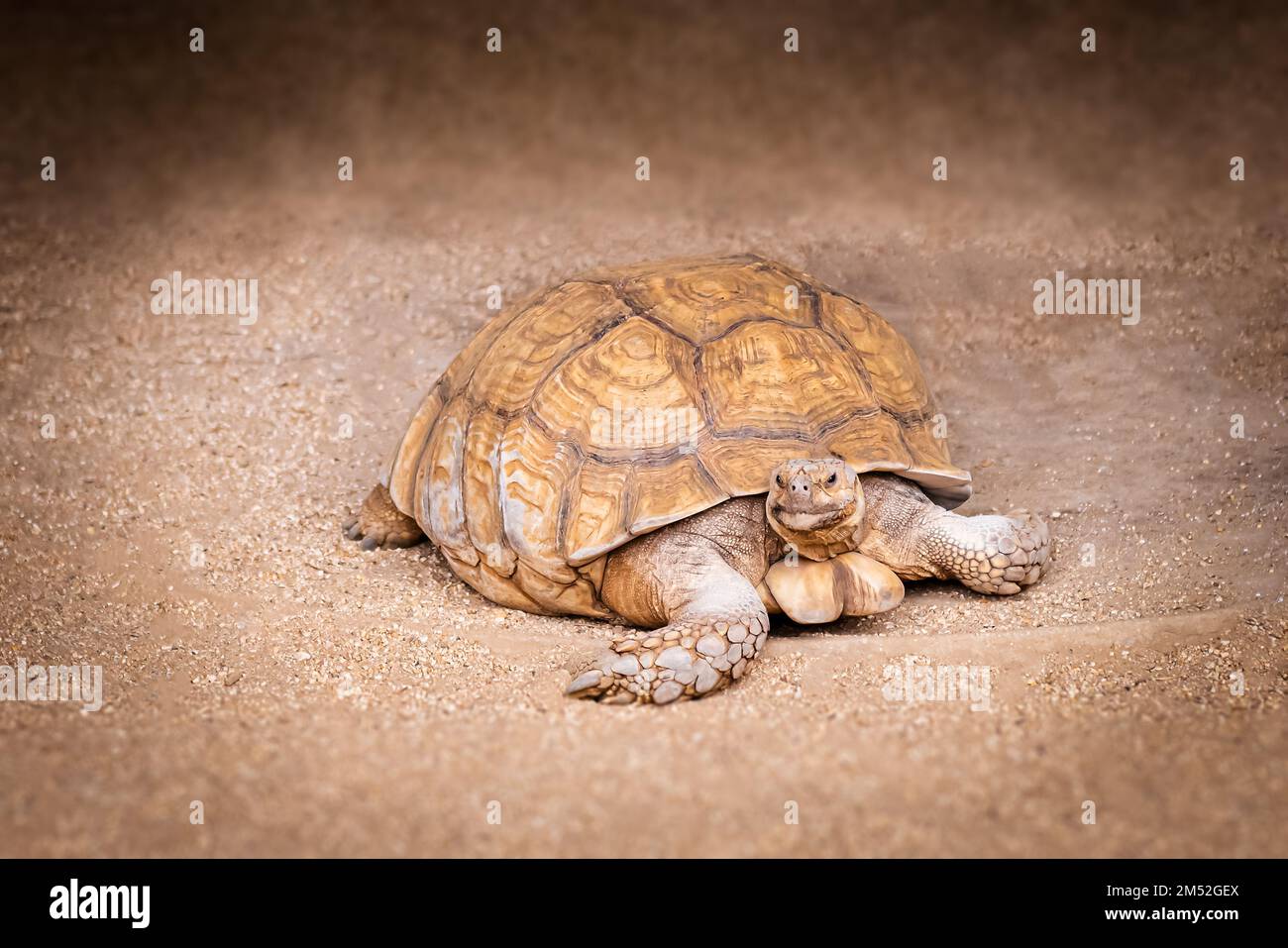 Tortoise walking slowly on dusty earth ground hard shelled animal Stock Photo